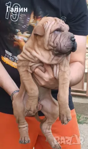 Шар-пей,Шарпей с родословие , снимка 3 - Шар пей - 47456496