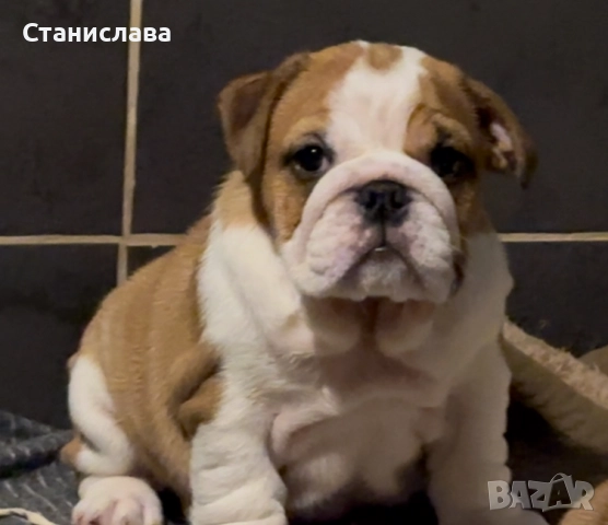Английски булдог, снимка 6 - Английски булдог - 52345083
