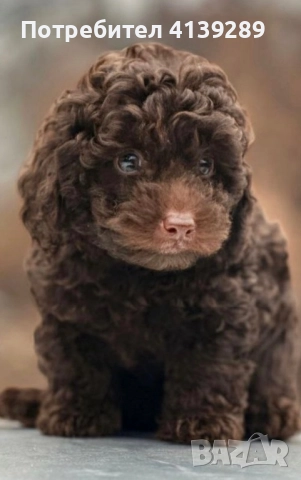 Пудел мини , снимка 5 - Пудели - 52754682