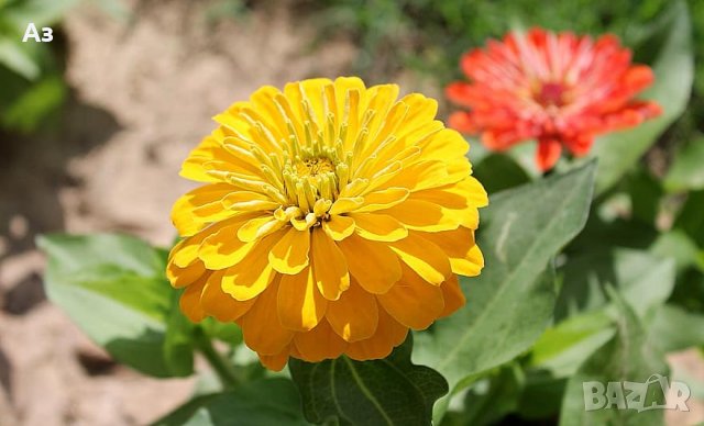 продавам семена на цветя Циния (реколта 2025 г.), снимка 2 - Градински цветя и растения - 29996550