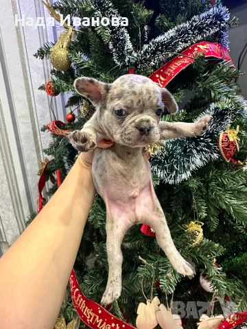 Френски булдог - Мерле, снимка 13 - Френски булдог - 52795127