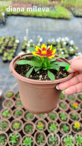 ореопсис Злато и Бронз, Coreopsis grandiflora UpTick™ Gold & Bronze, студоустойчив и многогодишен, снимка 7 - Градински цветя и растения - 54071950