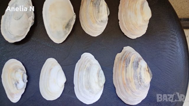 Черупки от стриди, снимка 7 - Морски сувенири - 48439581