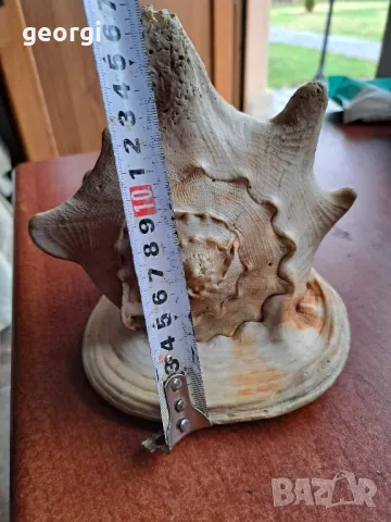голям морски охлюв раковина, снимка 8 - Декорация за дома - 48162852