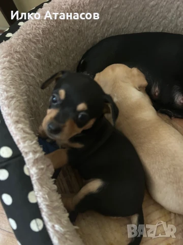 Пинчери ново родени на един месец, снимка 1