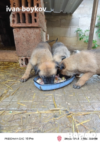 Малиноа, снимка 4 - Други - 52989039