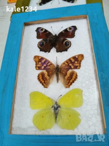Пеперуди. Препарирани. Рамка. Естествени. Ръчно изработени , снимка 3 - Декорация за дома - 50602663