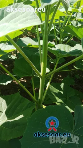 400 качествени семена от красиво декоративно медоносно дърво пауловния томентоса декорация украса, снимка 7 - Сортови семена и луковици - 50387864