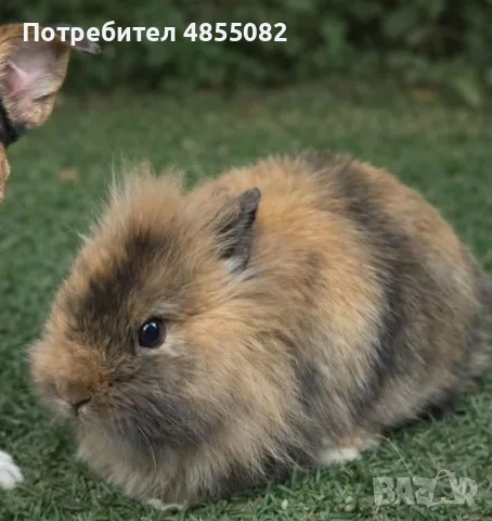 Продавам женско зайче , снимка 2 - Декоративни зайчета - 55944937