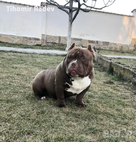 American Bully Pocket, снимка 5 - Други - 55984399