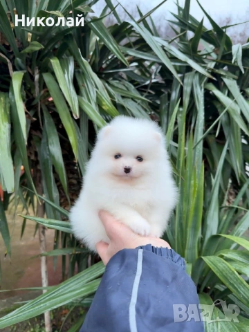 Померан мини момче. Померанче, снимка 6 - Померан - 53044318