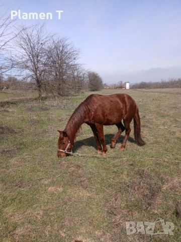 Kobilata e krotka poslyshna qzdi se i se vprqga