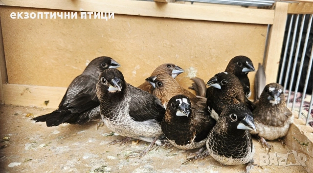 Японски Амадини 