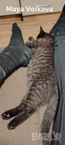 Пухкаво британче, пантера , снимка 7 - Британска късокосместа - 52978517