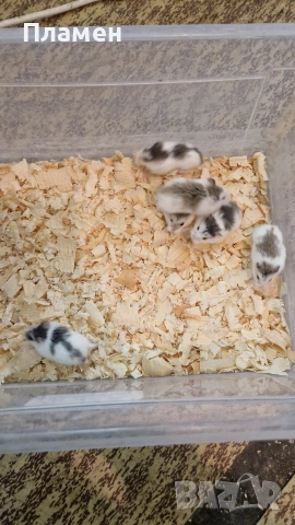 мини хамстери, снимка 4 - Хамстери - 53125229