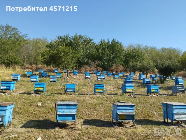 Пчелни семейства в ДБ кошери