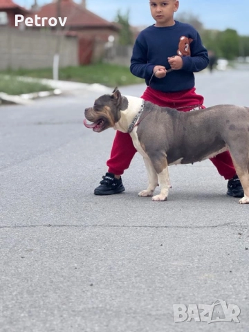 Американско були, снимка 11 - Питбул - 51911928