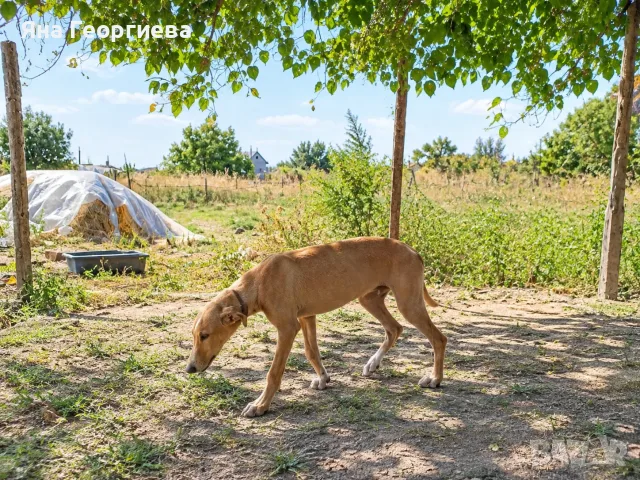 Продавам хрътки , снимка 2 - Хрътка - 56219415