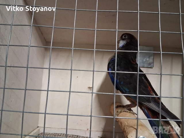 Розела, снимка 3 - Папагали - 48423804