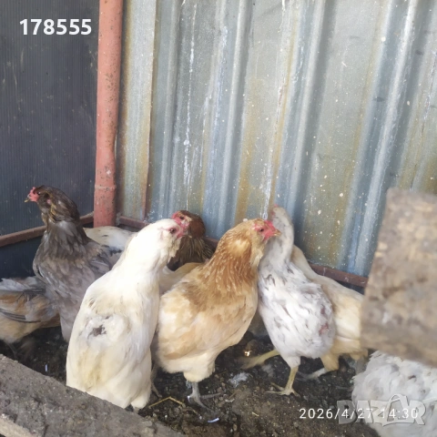 Пиленца Араукана сини и зелени яйца !!!, снимка 5 - Кокошки и пуйки - 54308916