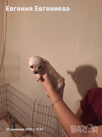 Мини чихуахуа,две момчета и две момичета., снимка 9 - Чихуахуа - 52887110