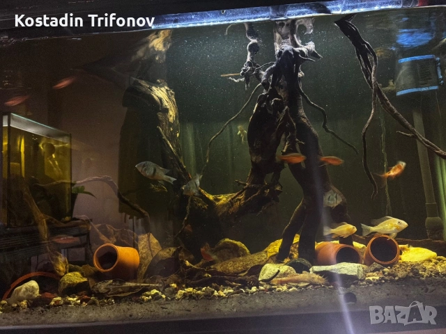 Подарявам рибки / аквариуми