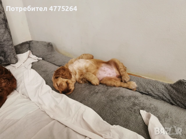 Американски кокер шпаньол, снимка 3 - Кокер шпаньол - 53948203