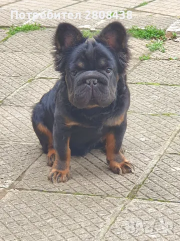 Френски булдог за разплод , снимка 7 - Френски булдог - 42731541