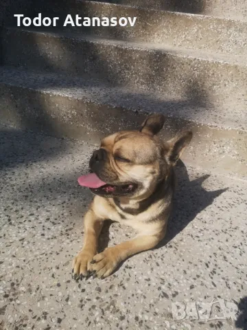 френски булдог женска. , снимка 10 - Френски булдог - 50194174