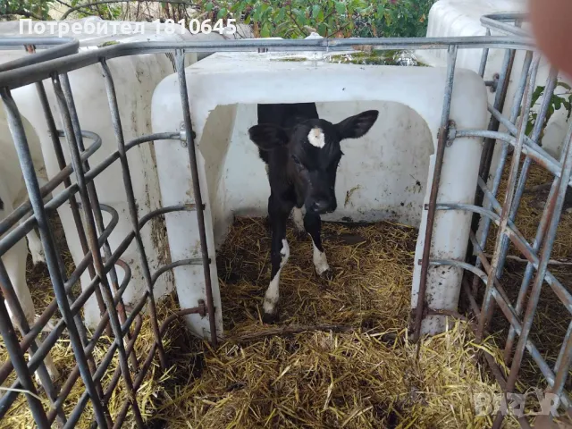 Месодайни и черношарени телета, снимка 2 - Крави - 47258933