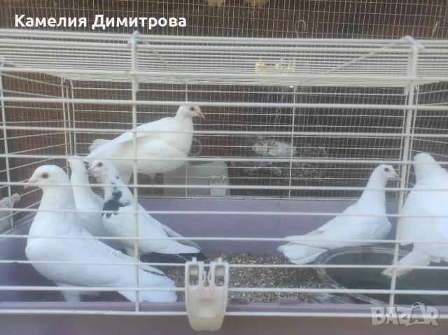 Бели гълъби млади ! , снимка 2 - Гълъби - 56114092