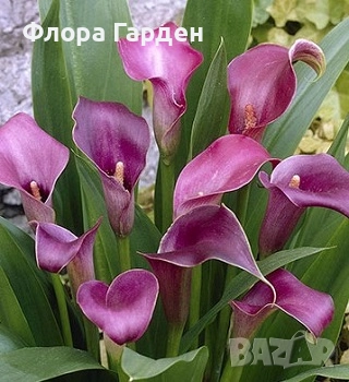 КАННА, КАЛА - Грудки/ ПРЕДВАРИТЕЛНИ поръчки, снимка 14 - Сортови семена и луковици - 49236562