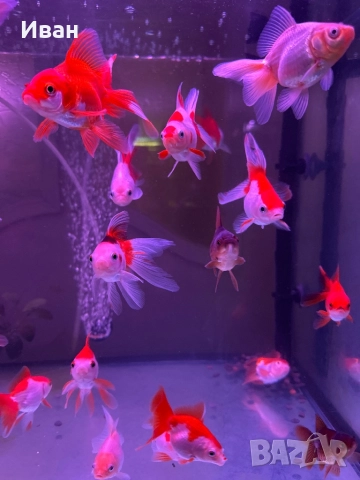 Златни рибки Оранда , снимка 3 - Рибки - 47367477