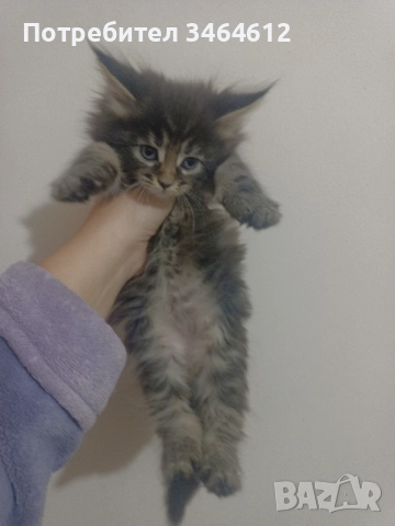 Мейн куун котенца, снимка 9 - Други - 52969975