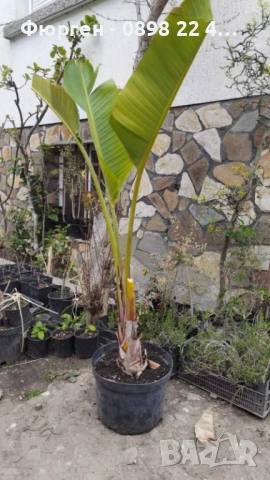 Стрелиция Налични 2 вида, снимка 7 - Разсади - 47241883