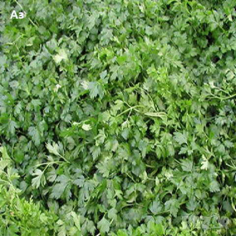 Продавам градински магданоз - семена, реколта 2025 г., снимка 7 - Сортови семена и луковици - 34520721