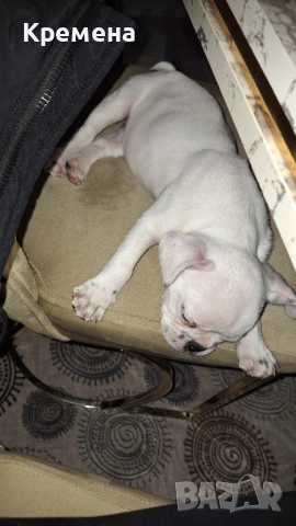 Френски булдок , снимка 4 - Френски булдог - 54071421