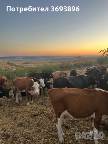 Продавам стадо месодайни крави , снимка 8 - Крави - 52436918