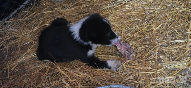 Алабай, снимка 7 - Други - 53196094