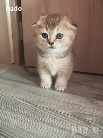 Клепоуха златна чинчила, снимка 3 - Британска късокосместа - 53138153