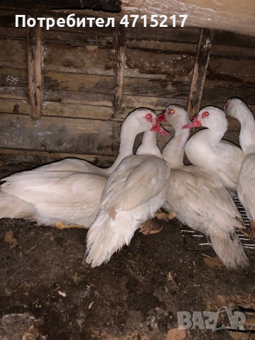 Глухонеми юрдечки , снимка 2 - Кокошки и пуйки - 53174724