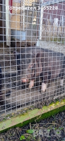 Мъжко виетнамско прасенце , снимка 2 - Прасета - 52882696