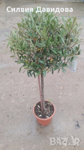 Маслина Европейска, снимка 8 - Градински цветя и растения - 52508763