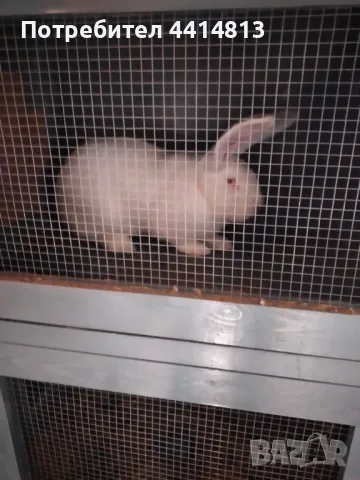 Зайци великани, снимка 1