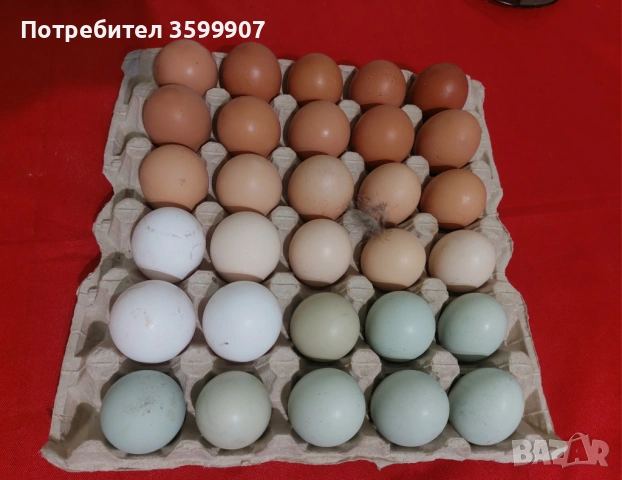 Оплодени яйца за инкубация, снимка 2 - Кокошки и пуйки - 53374419