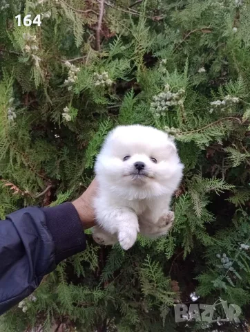 Бяло момченце. Померан.