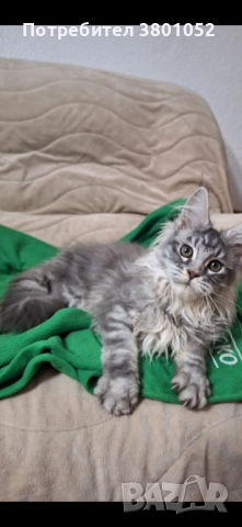 Продавам котета 