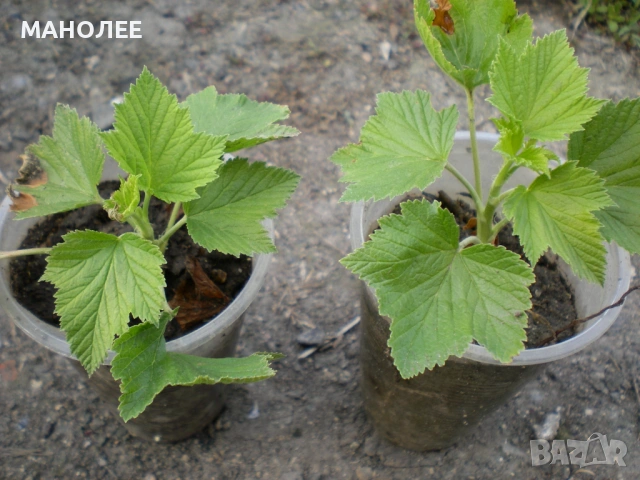 👌👌🍇🍇Касис-2 вида - плодно🍇🍇 растение с най-много витамини.🌼🌼, снимка 2 - Градински цветя и растения - 53023620