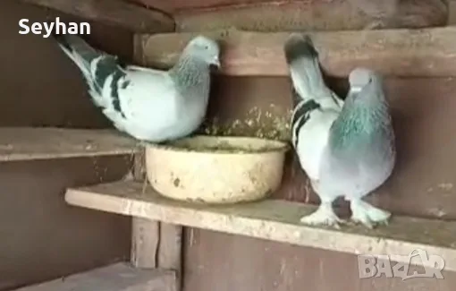 Мардини  гълъби