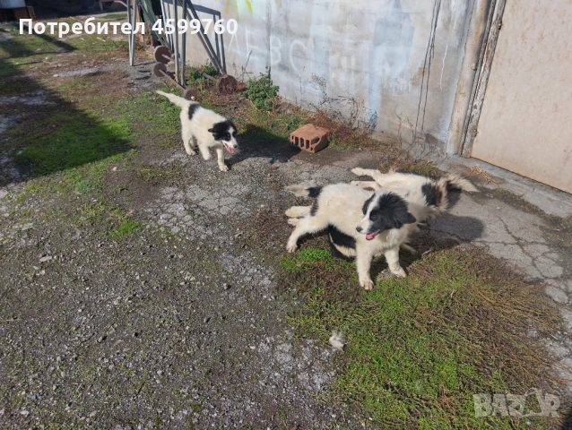 Българско овчарско куче - 2 бр. женски, снимка 14 - Каракачанска овчарка - 51979059